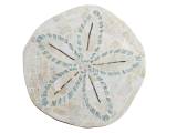 Sand Dollar End Table
